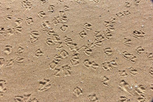 Sand texture with bird traces. Summer abstract background.