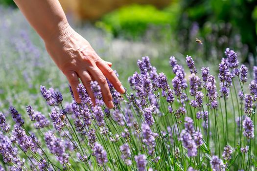 woman's hand touching lavender, feeling nature. Horizontal view