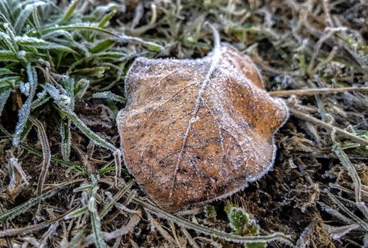 Frozen leave on the grass in winter garden 