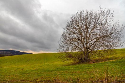 Stunning landscape of big alone tree at field. Cloudy day