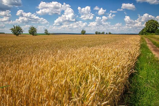 beautiful day landscape with the ripe wheat and country road at the cloudy sky