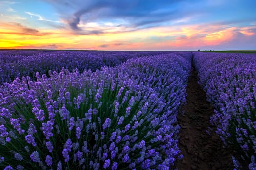 Exciting landscape with blooming lavender field at sunset