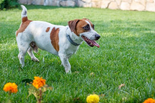 Puppy purebred Jack Russell Terrier, resting after playing in the garden