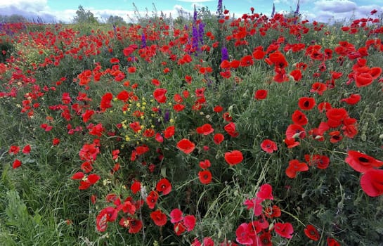 Purple flowers and poppies bloom in the wild fields. Beautiful rural flowers.