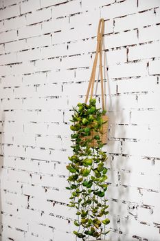 wall design hanging tree pot on white brick background.