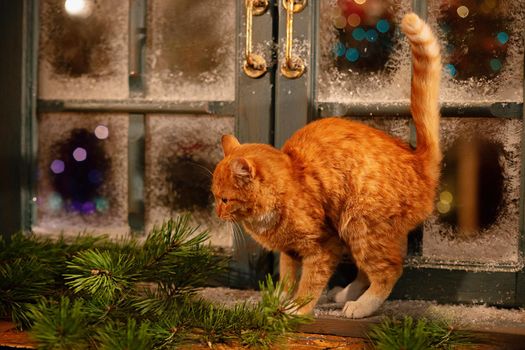 A beautiful ginger cat walks on the windowsill near a snow-covered window, outside the house .