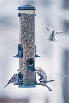 birds feeding and playing at the feeder