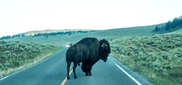 Bison graze in Lamar Valleyat Yellowstone National