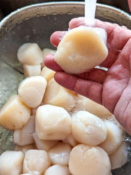 raw scallops prepared for party