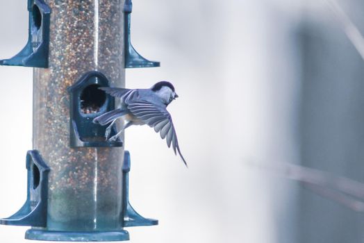 birds feeding and playing at the feeder