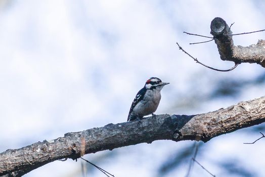 A male downy woodpecker perched on a tree trunk.  