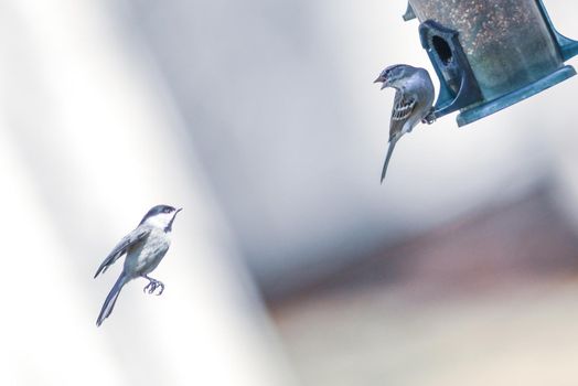 birds feeding and playing at the feeder