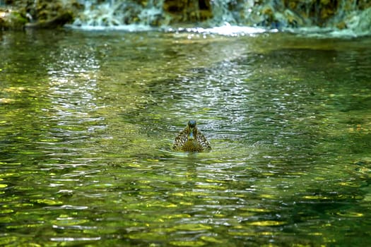 front view of green duck swimming on a lake