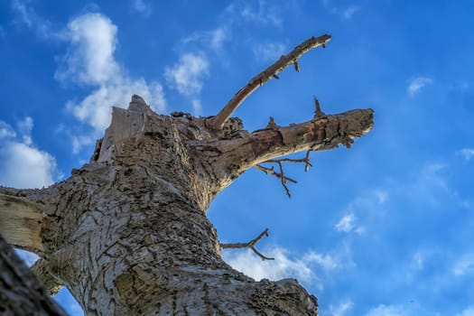 down to top view of old dry tree against blue sky with clouds