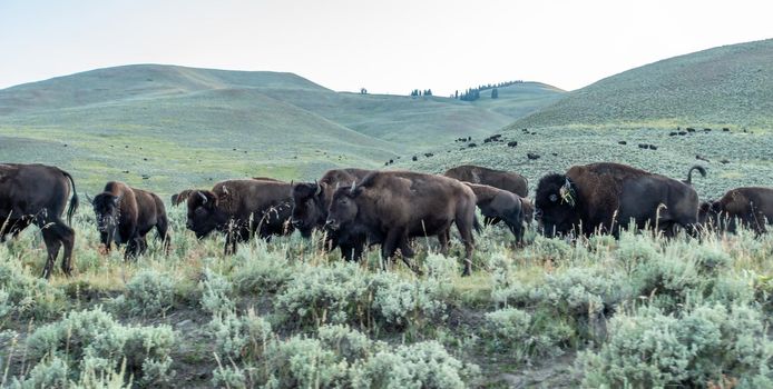 Bison graze in Lamar Valleyat Yellowstone National