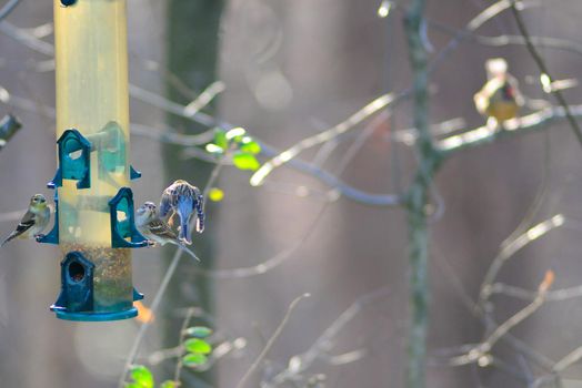 birds feeding and playing at the feeder