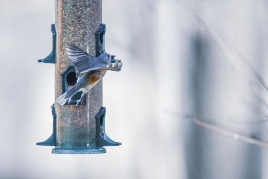 birds feeding and playing at the feeder