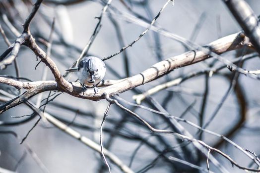 Marsh Tit chickadee resting on a tree branch