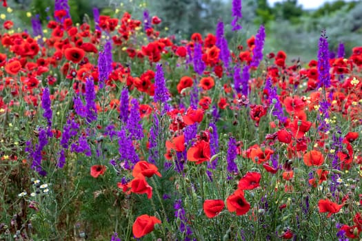 Purple flowers and poppies bloom in wild field. Beautiful rural flowers with selective focus.