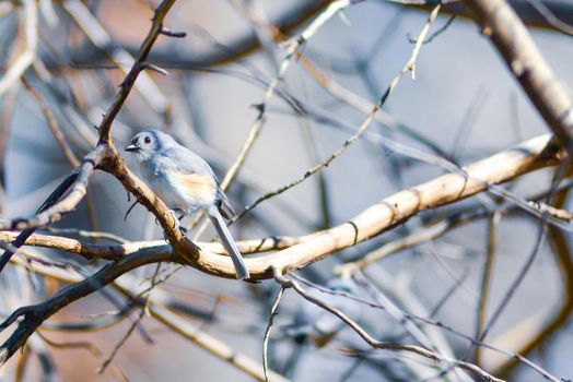 Marsh Tit chickadee resting on a tree branch