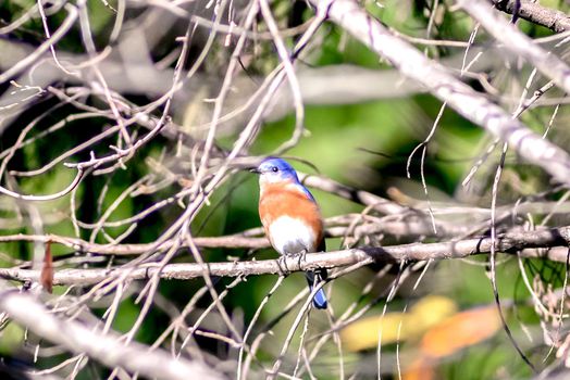 Tickell's blue-flycatcher bird in carolina'sa