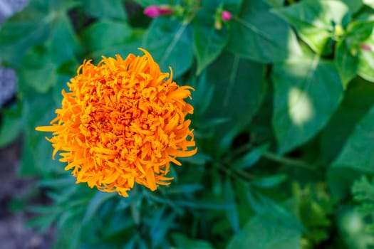 Top view at the orange flower in the green field. Nature flower image concept in the field. Blurred background