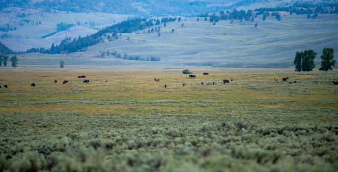 The sun setting over the Lamar Valley near the northeast entrance of Yellowstone National Park in Wyoming.