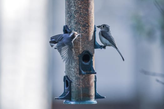 backyard birds around bird feeder