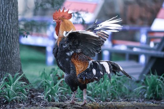 big beautiful colorful rooster in backyard stretching