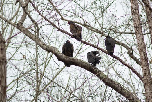 vulture birds resting on tree after a good meal