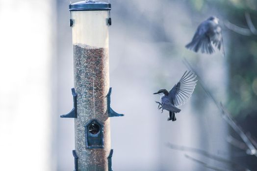 backyard birds around bird feeder