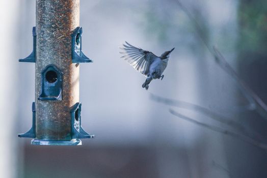 backyard birds around bird feeder