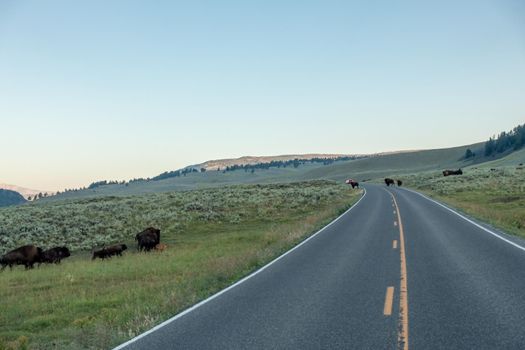 Bison graze in Lamar Valleyat Yellowstone National