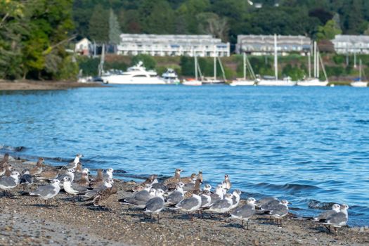 large flock of seagulls on the beach in rhode island