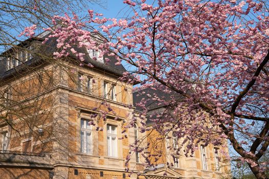 Villa Zanders with blooming cherry tree at springtime, landmark of Bergisch Gladbach, North Rhine Westphalia, Germany