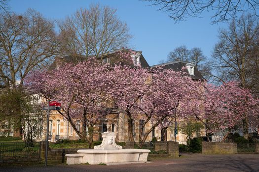 Villa Zanders with blooming cherry tree at springtime, landmark of Bergisch Gladbach, North Rhine Westphalia, Germany