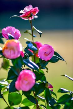 Pink camelia flowers growing in the home garden, close up shot