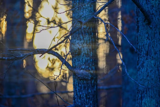 morning forest tree branches bokeh