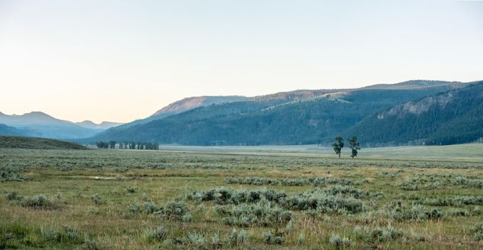 Bison graze in Lamar Valleyat Yellowstone National