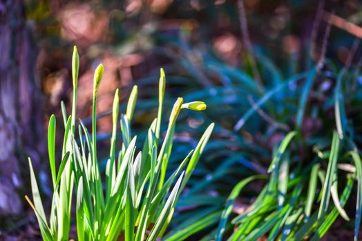 Narcissus blooming in nature near a tree 