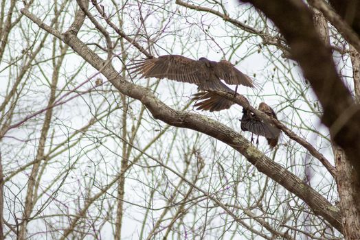 vulture birds resting on tree after a good meal