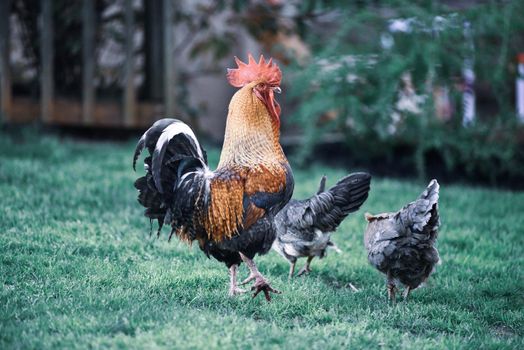 big beautiful colorful rooster in backyard stretching