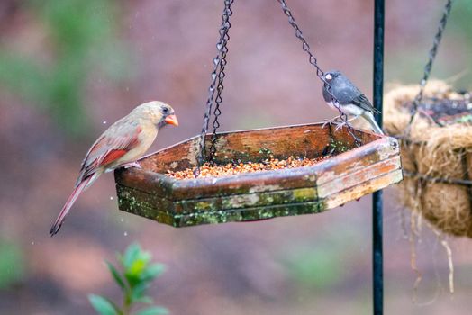 backyard birds around bird feeder