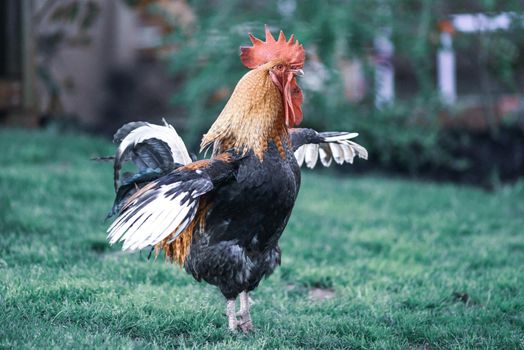 big beautiful colorful rooster in backyard stretching