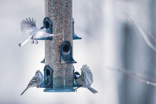 birds feeding and playing at the feeder