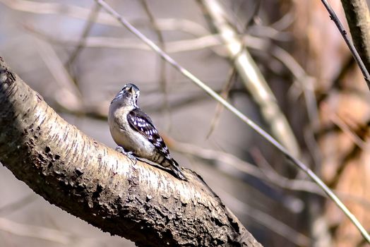 A male downy woodpecker perched on a tree trunk.  