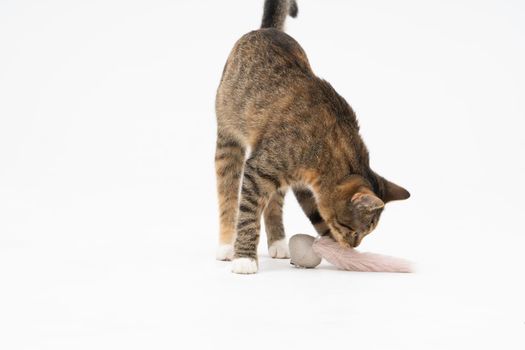 The multiracial female cat checks her favorite toy by sniffing it thoroughly. The cat has protruding ears and a brown-black color.