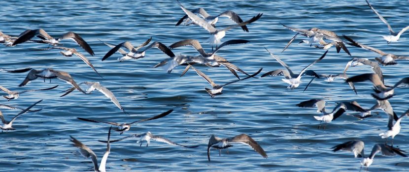 large flock of seagulls on the beach in rhode island