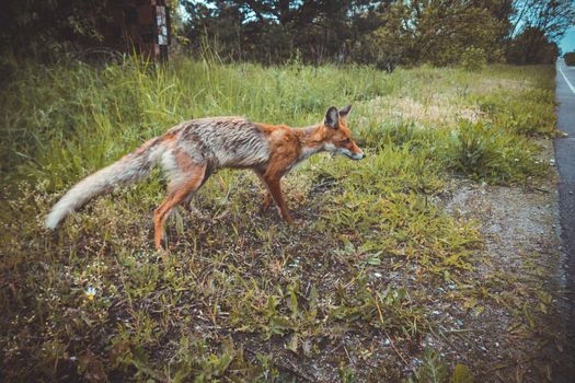 fox in Chernobyl zone Ukraine