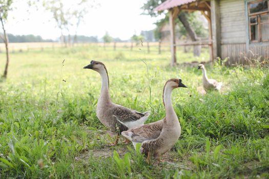 Geese on the farm. Domestic birds outdoors during summer. Rustic theme